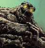 Clayface